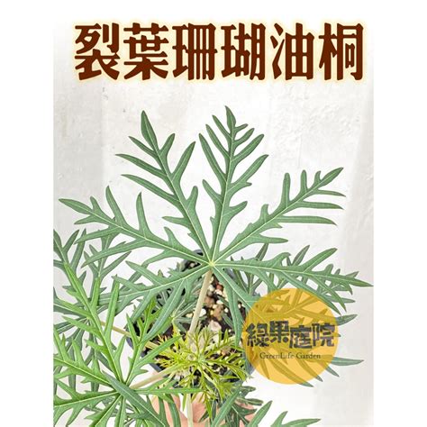 細裂葉珊瑚油桐|痲瘋樹屬植物(6)–細裂葉珊瑚油桐 – 黑胡桃網路閣